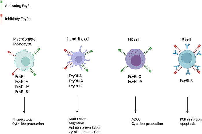ファミコン Frontiers Publishing Partnerships | The Role of Fc Gamma Receptors