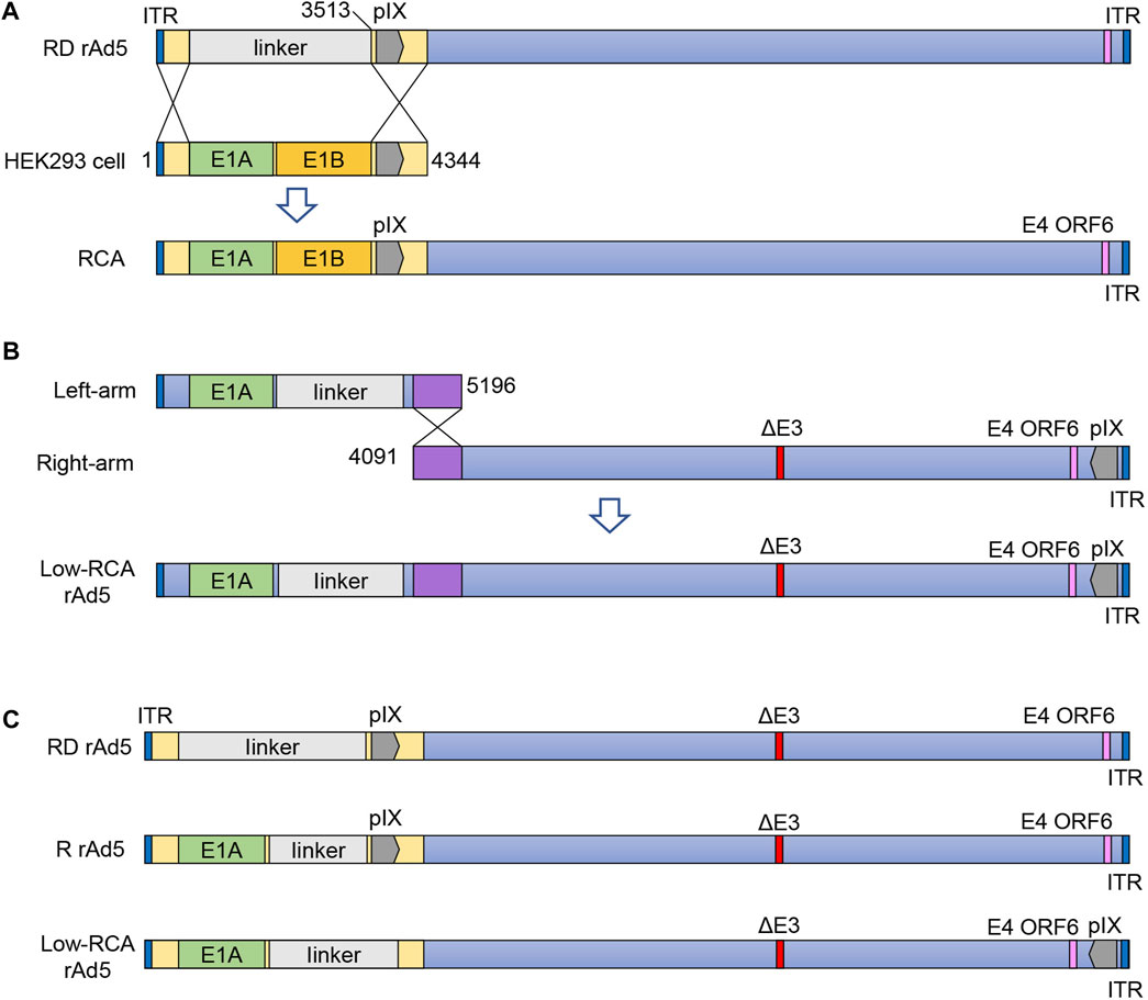 Frontiers Publishing Partnerships | Construction of recombinant ...