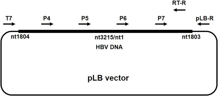 Frontiers Publishing Partnerships | Molecular characterization of ...