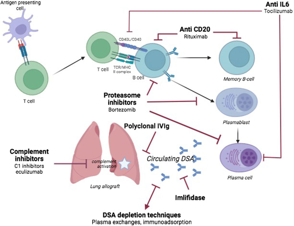 Frontiers Publishing Partnerships | Antibody-Mediated Rejection in Lung ...
