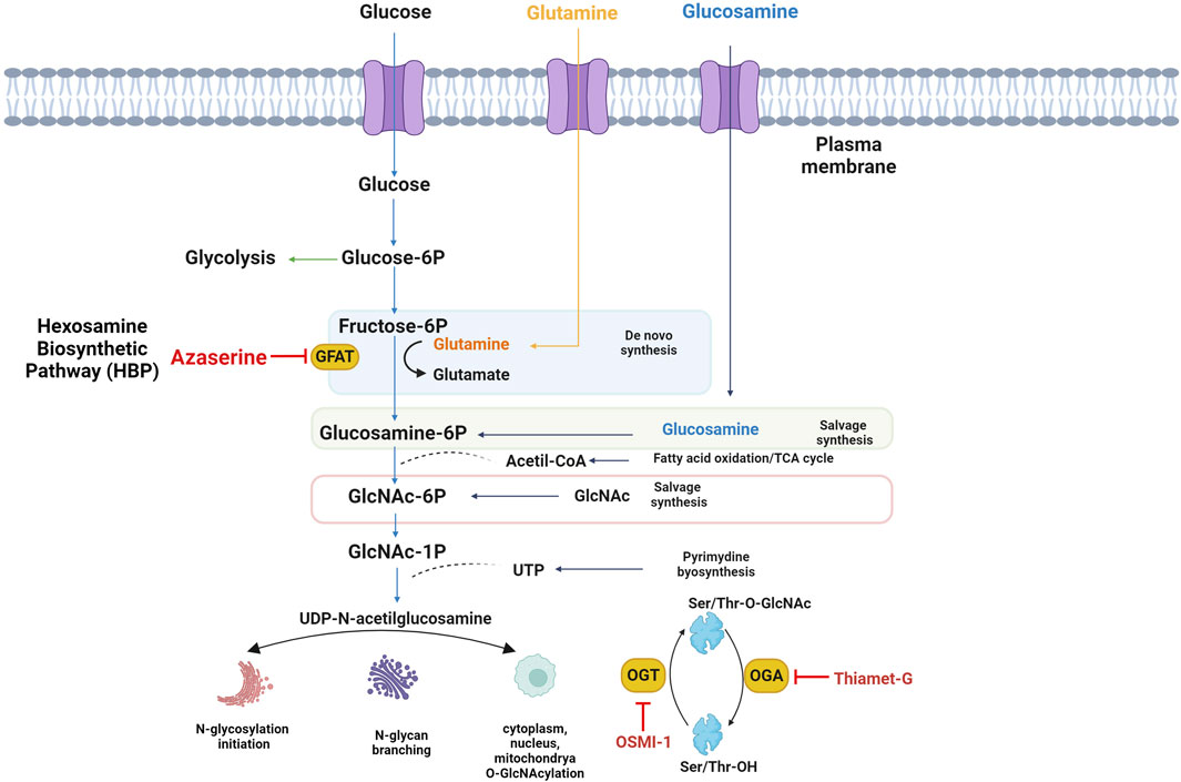 dihexa stability degradation pathways The modulation of the hexosamine biosynthetic pathway impacts the localization of CD36 in macrophages