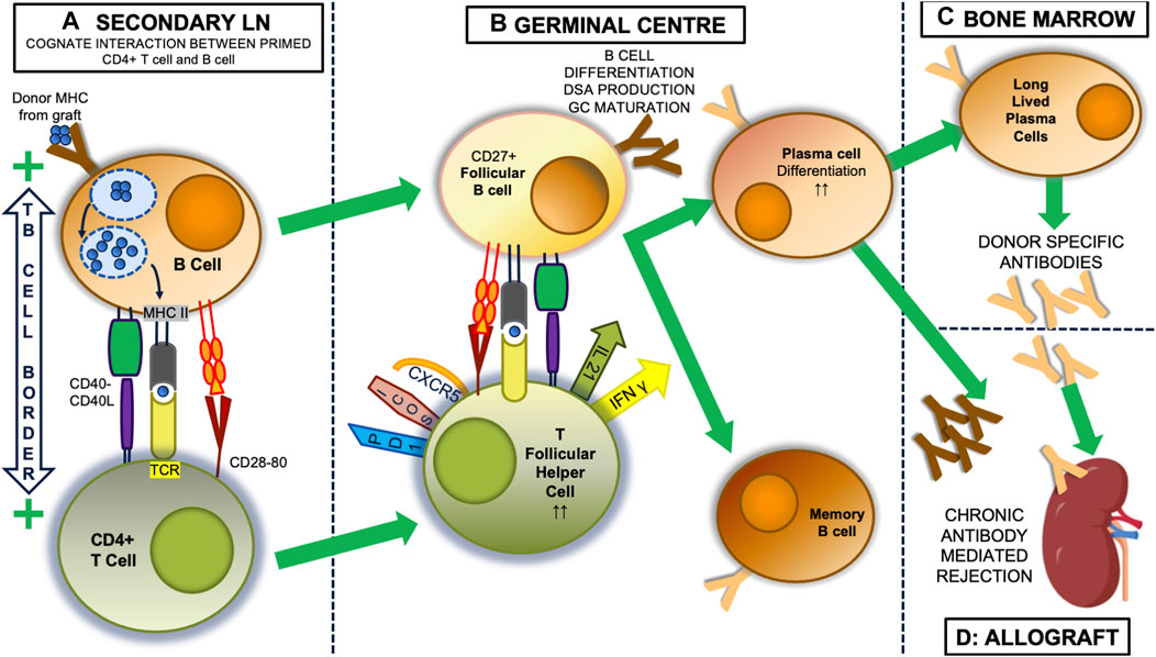 Frontiers Publishing Partnerships | Activation and Regulation of ...