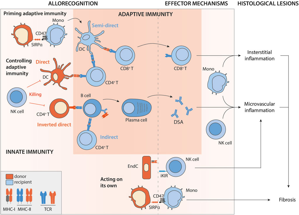 Frontiers Publishing Partnerships | Allorecognition Unveiled ...