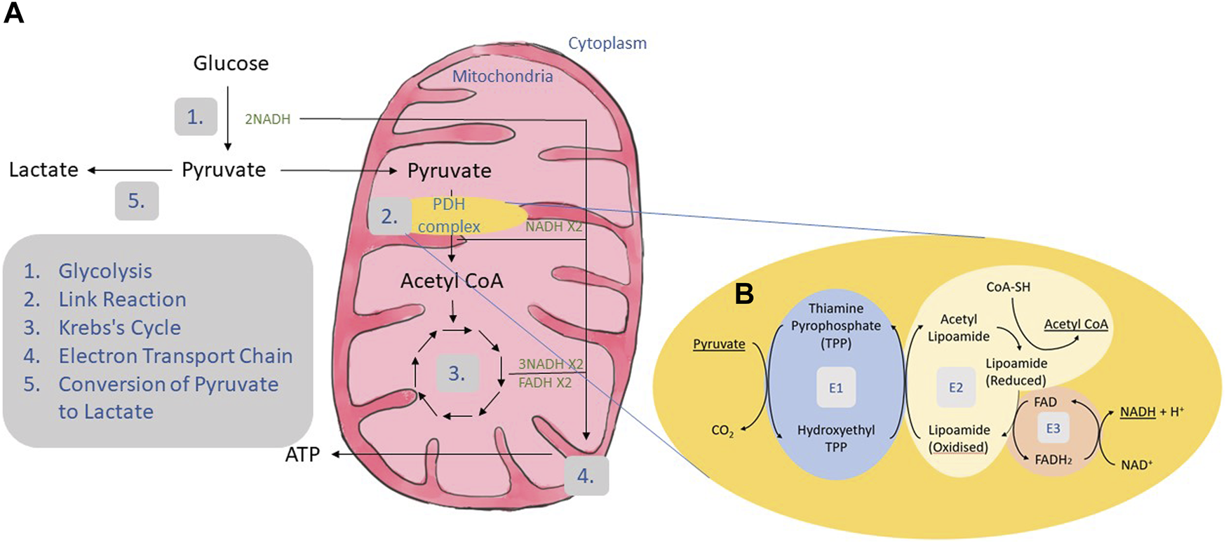FIGURE 1