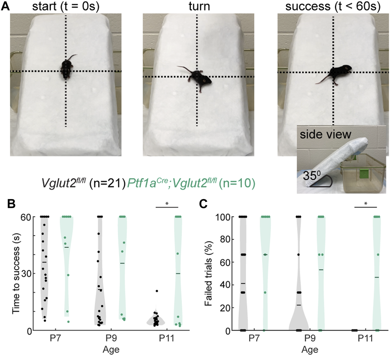 語学・辞書・学習参考書 Morphological Mouse Phenotyping Frontiers Publishing Partnerships | Quantification of