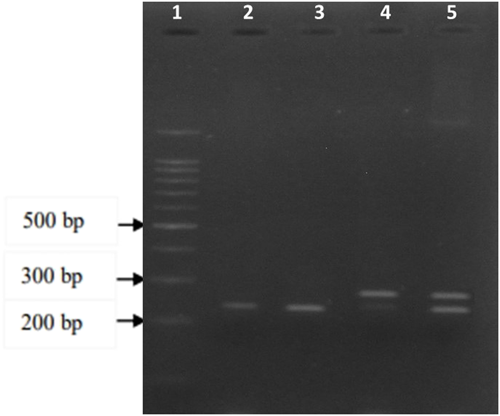 FIGURE 1