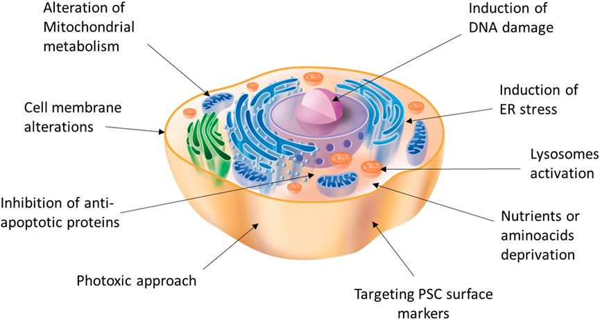 A Cell Type Selective YM155 Prodrug Targets Receptor-Interacting Protein  Kinase 2 to Induce Brain Cancer Cell Death