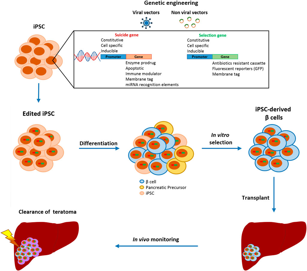 A Cell Type Selective YM155 Prodrug Targets Receptor-Interacting Protein  Kinase 2 to Induce Brain Cancer Cell Death