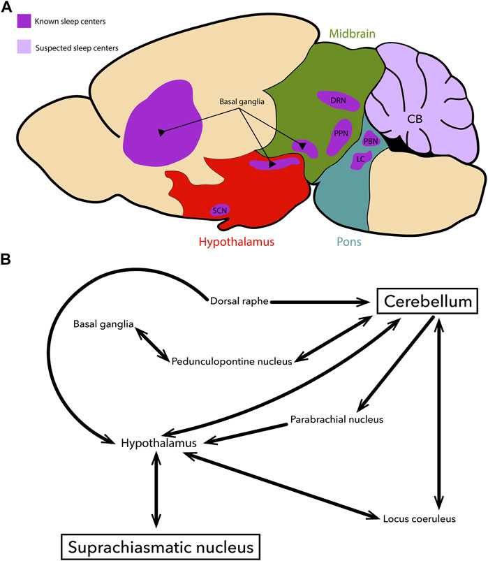 Purkinje cell dopaminergic inputs to astrocytes regulate  cerebellar-dependent behavior