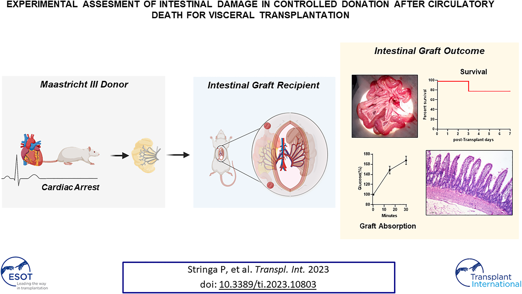 Graphical Abstract