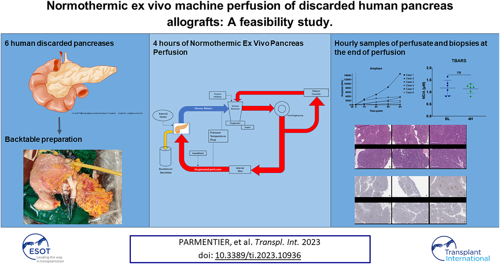 Graphical Abstract