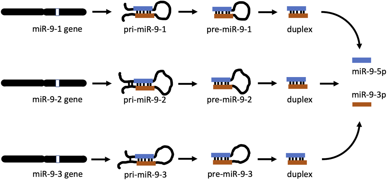 FIGURE 1