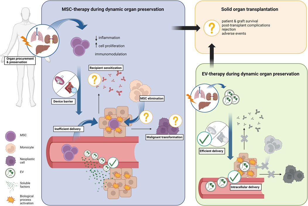 Mesenchymal stromal/stem cell-derived extracellular vesicles in tissue  repair: challenges and opportunities. - Abstract - Europe PMC