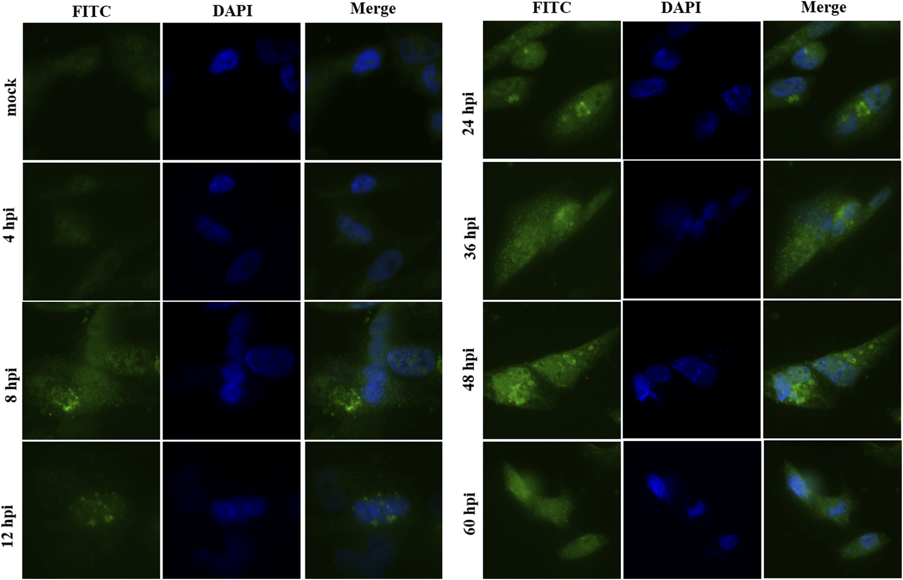 FIGURE 4