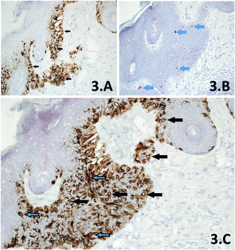 FIGURE 3