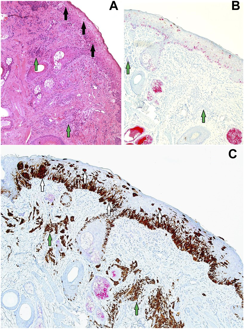 FIGURE 9