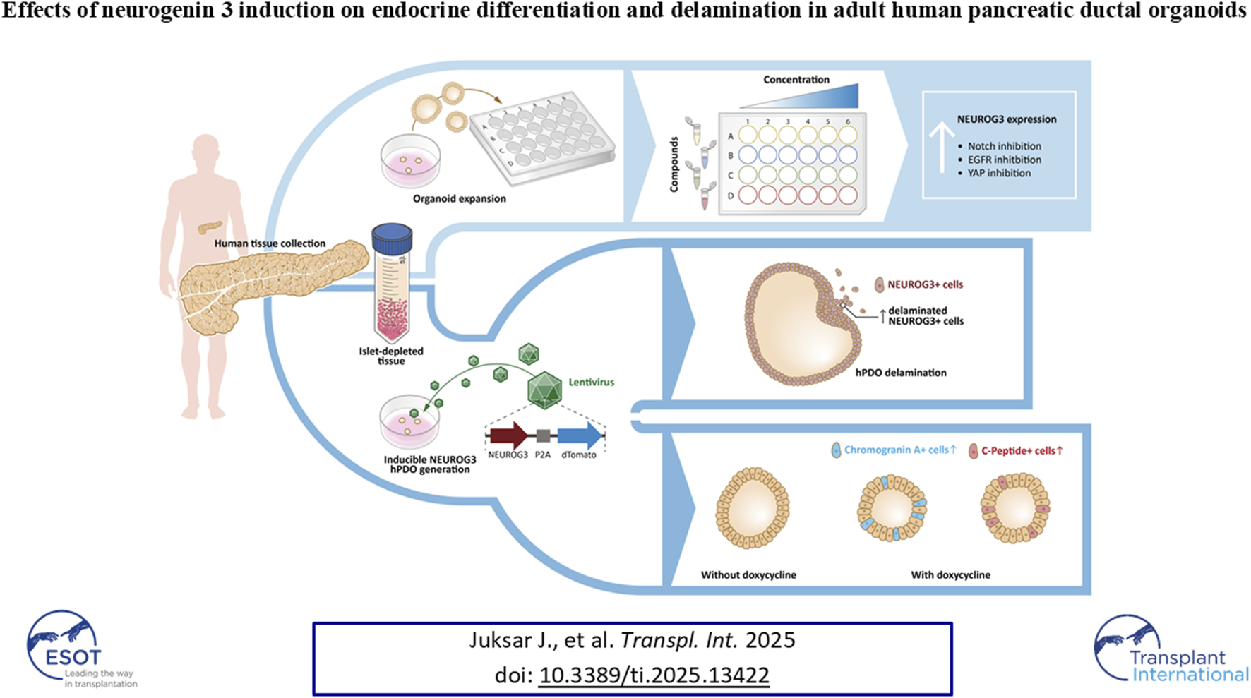 Graphical Abstract