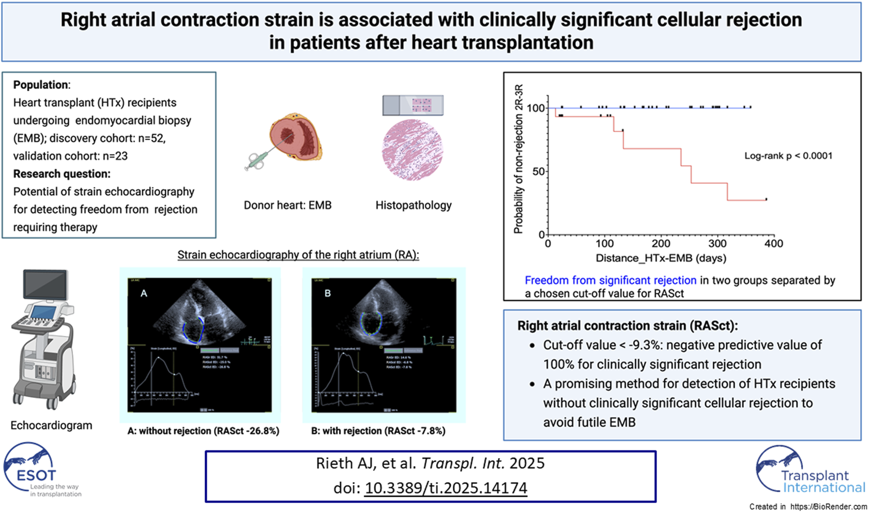 Infographic titled "Right atrial contraction strain is associated with clinically significant cellular rejection in patients after heart transplantation." It includes study details on heart transplant recipients undergoing endomyocardial biopsies. Illustrations show donor heart and histopathology. A graph compares the probability of non-rejection over time with a significant p-value of less than 0.0001. Echocardiogram images depict strain echocardiography of the right atrium, labeled for rejection status. Notes emphasize a cutoff value of minus 9.3 percent for detecting rejection. The study is attributed to Rieth AJ et al., Transplant International 2025.