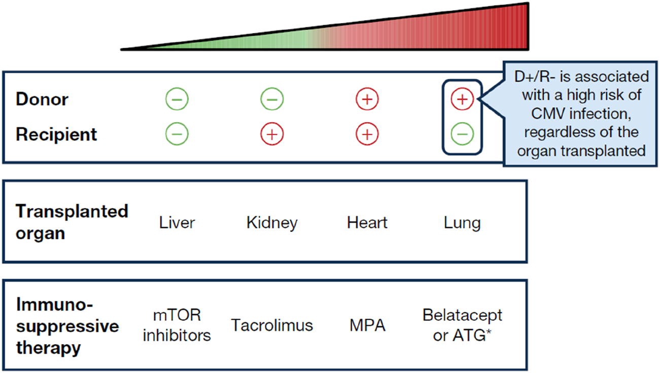Diagram showing risk of CMV infection related to donor and recipient CMV status, transplanted organ, and immunosuppressive therapy. High risk occurs with a CMV-positive donor and CMV-negative recipient, regardless of the organ transplanted. Organs listed are liver, kidney, heart, and lung. Immunosuppressive therapies include mTOR inhibitors, Tacrolimus, MPA, and Belatacept or ATG.