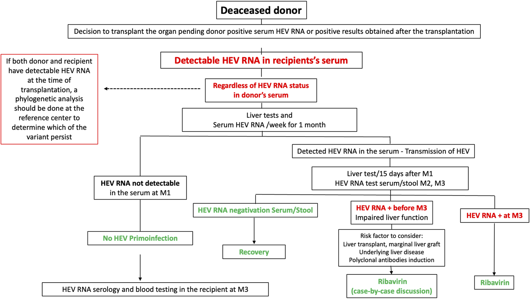 Flowchart outlining the process of handling HEV RNA detection in organ transplant recipients. It starts with the decision to transplant from a deceased donor. If HEV DNA is detected in the recipient's serum, liver tests and RNA monitoring occur weekly for one month. Outcomes include no detectable RNA leading to recovery, or the detection of HEV RNA, requiring further evaluation and potential treatment with Ribavirin. Additional testing is advised if both donor and recipient have detectable RNA at transplantation, necessitating phylogenetic analysis.