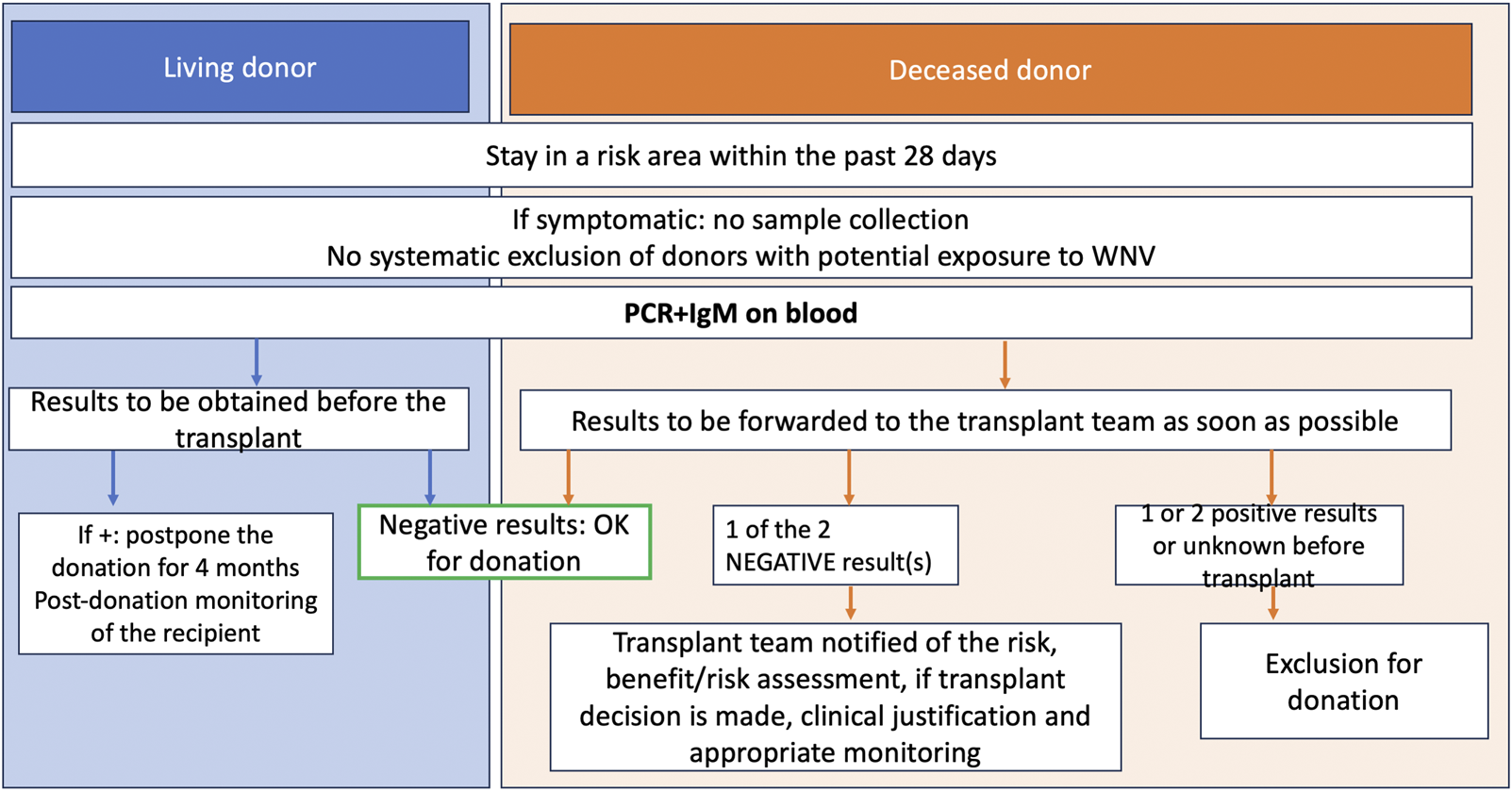 Flowchart detailing the procedures for living and deceased donors with potential West Nile Virus (WNV) exposure. Both donor types are tested with PCR and IgM on blood. For living donors, results are obtained before the transplant. Positive results lead to postponement for four months with recipient monitoring. Negative results are cleared for donation. For deceased donors, results are sent to the transplant team quickly. Negative results allow for assessment and possible transplant, while positive or unknown results lead to exclusion from donation.