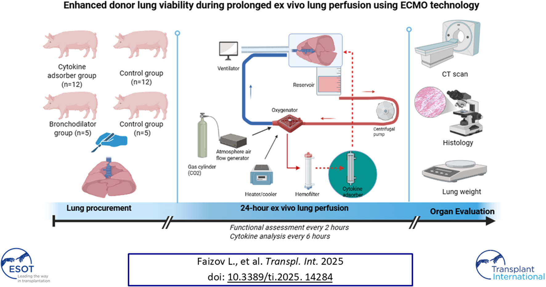 Diagram illustrating enhanced donor lung viability during prolonged ex vivo lung perfusion using ECMO technology. It shows four pig groups for various experiments, a ventilator system with reservoirs and oxygenators, and equipment like gas cylinders and hemofilters. Evaluations include CT scans, histology, and lung weight. Arrows indicate the process flow from lung procurement to organ evaluation.