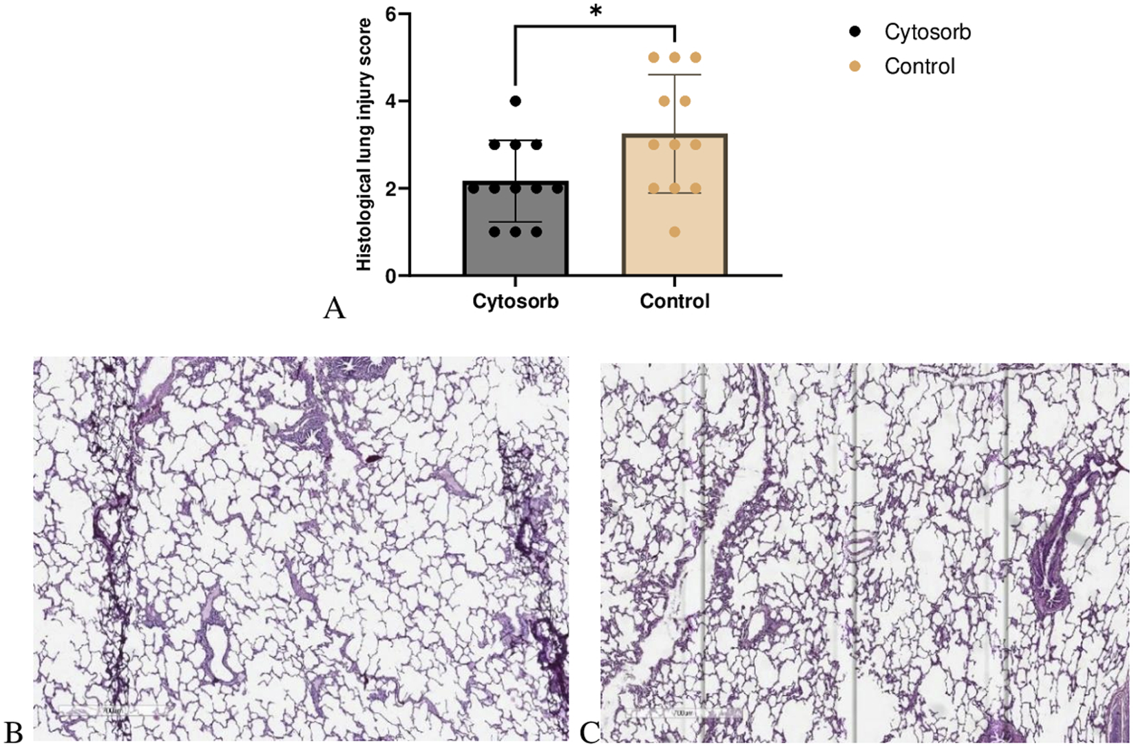 Panel A shows a bar graph comparing histological lung injury scores between Cytosorb and Control groups, with control having higher scores. Panels B and C display microscopic images of lung tissues, highlighting structural differences in the samples.