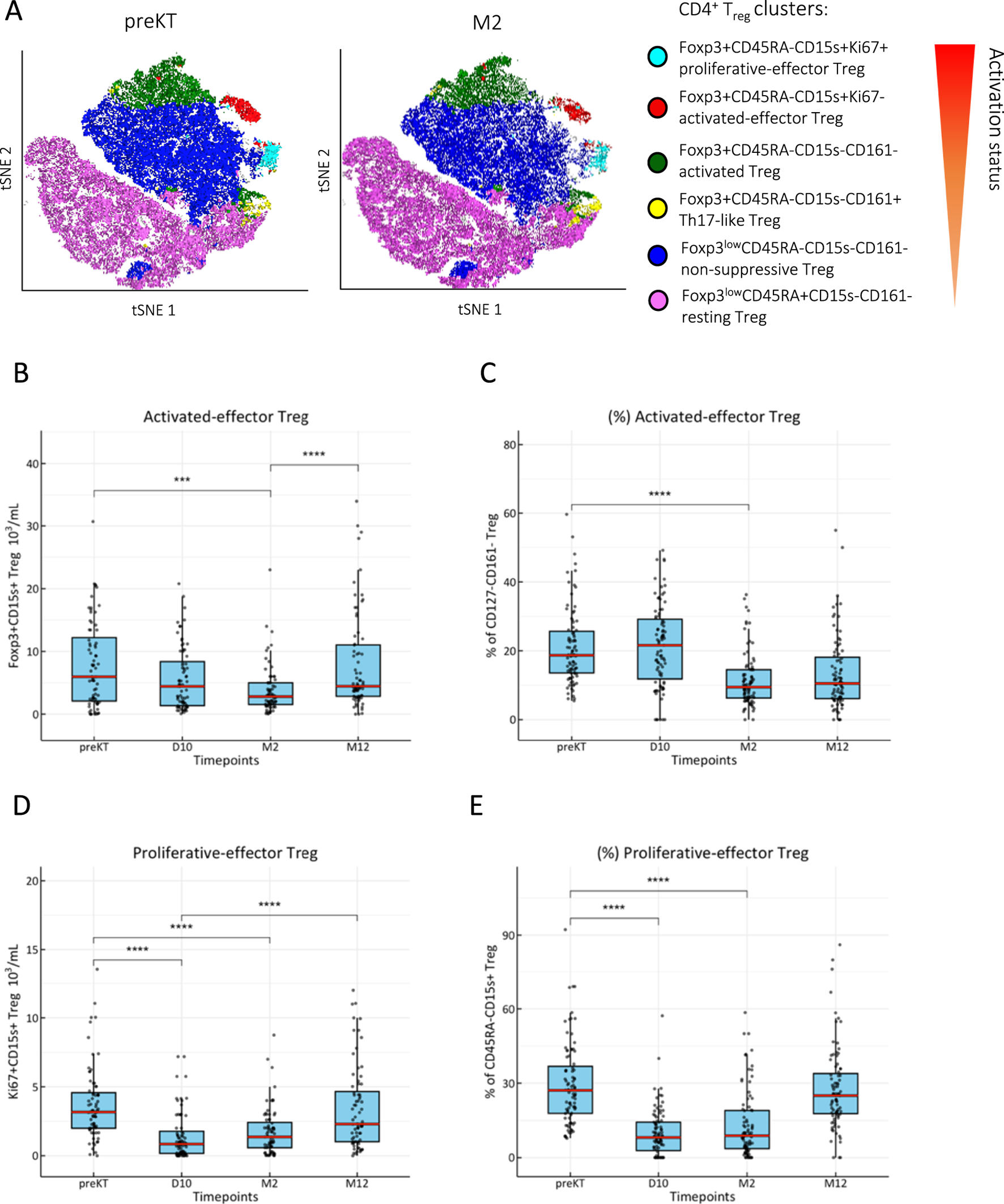Two t-SNE plots and four boxplots are shown. The t-SNE plots label clusters of CD4+ Treg cells, indicating different activation statuses with color coding. The boxplots (B-E) depict changes in "Activated-effector Treg" and "Proliferative-effector Treg" at four timepoints: preKT, D10, M2, and M12. Activation status is shown with a gradient from inactive to active. Statistical significance is indicated with asterisks, showing significant differences among groups.