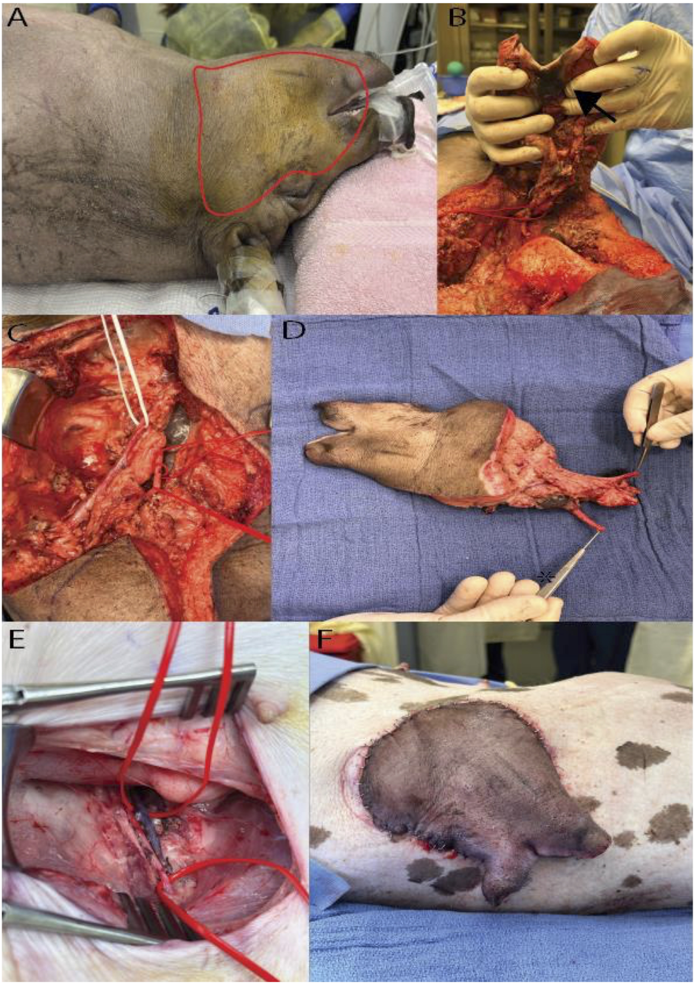 A series of surgical procedure images showing different stages of a medical operation. Image A depicts an animal's side with an outlined area marked for incision. Image B shows a person's gloved hands lifting skin from the incision site. Image C reveals the exposed interior, highlighting the surgical area. Image D displays separated tissue on a surgical field. Image E shows a detailed view of surgical tools and sutures in the operation. Image F presents the final outcome with a large stitched area on the animal's side.