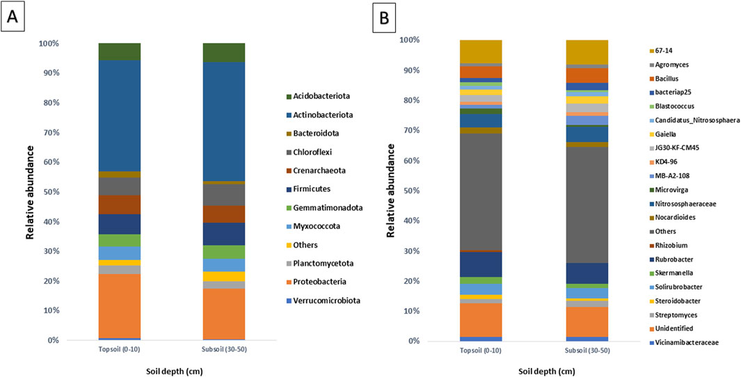 Two stacked bar charts labeled A and B compare the relative abundance of microbial groups at two soil depths: topsoil (0-10 cm) and subsoil (30-50 cm). Chart A displays various bacterial phyla such as Acidobacteriota and Proteobacteria with different proportions. Chart B details specific bacterial genera including Agromyces and Streptomyces. Each segment in the bars is color-coded, with a legend indicating the corresponding microbial group. Both charts demonstrate the varying microbial composition at different soil depths.