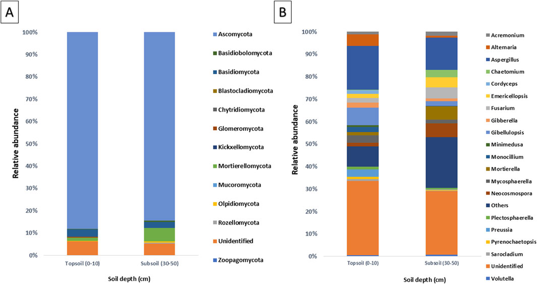 Bar charts displaying fungal community composition at two soil depths, topsoil (0-10 cm) and subsoil (30-50 cm). Chart A shows the relative abundance of fungal phyla, with Ascomycota being dominant. Chart B presents the relative abundance of specific fungal genera, highlighting diversity at each depth. Both charts use color coding to differentiate categories.