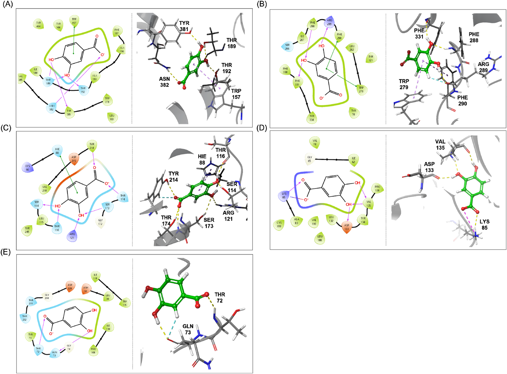 Five panels labeled A to E show molecular interactions in diagrams and corresponding 3D models. Each panel highlights specific amino acids and interactions with colored lines. Structural components like benzene rings and hydroxyl groups are detailed. These visuals likely illustrate binding interactions in molecular structures, relevant in biochemical or pharmaceutical research.