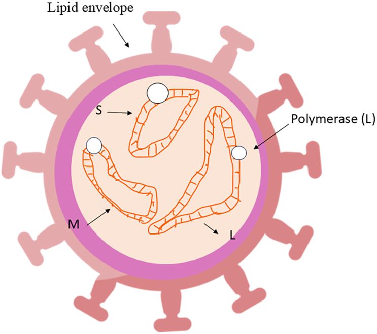 Diagram of a virus particle with labeled components. It includes a pink lipid envelope, surface proteins, and internal structures labeled S, M, and L. Polymerase is indicated by a white circle.