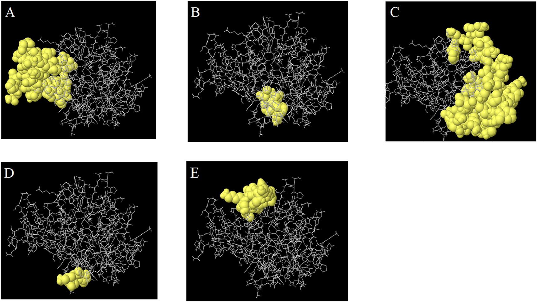 Five molecular structure diagrams labeled A to E show different configurations of a molecule, with a yellow cluster interacting at various points on a gray, intricate network. The yellow clusters vary in size and position across the diagrams, indicating conformational B cell epitopes.