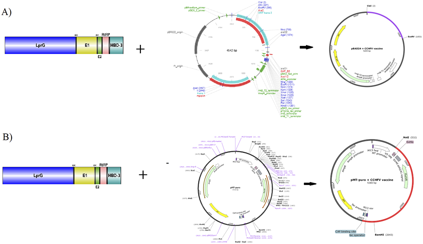 Diagram showing two processes for vaccine design against Crimean-Congo Hemorrhagic Fever Virus. Part A depicts the construction of plasmid pBAD24 with gene segments. Part B illustrates the creation of plasmid pMT-puro with similar segments. Both processes involve linear gene elements combined with circular plasmids to form vaccines.