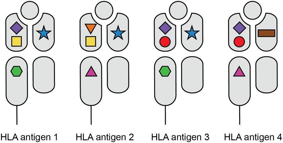 Illustration of four HLA antigens, each represented by a sequence of colored shapes connected by lines. HLA antigen 1: orange square, purple diamond, green hexagon, turquoise oval. HLA antigen 2: orange square, brown triangle, mauve triangle, turquoise oval. HLA antigen 3: pink circle, purple diamond, green hexagon, turquoise oval. HLA antigen 4: pink circle, purple diamond, mauve triangle, brown rectangle.