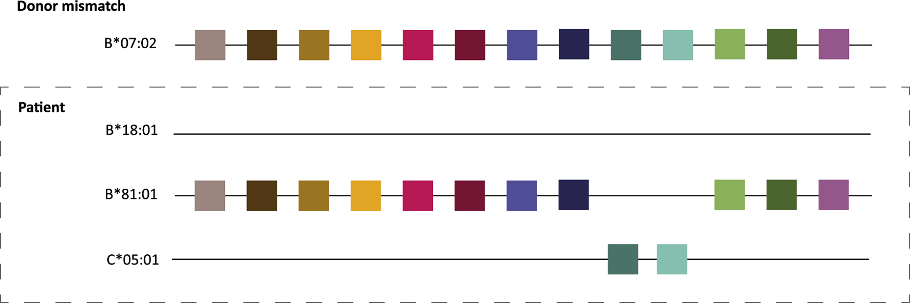 Chart showing HLA mismatch between a donor and patient. The donor section displays a sequence labeled B*07:02 with colored squares. The patient section includes sequences labeled B*18:01, B*81:01, and C*05:01, each with colored squares, visually representing the mismatch.