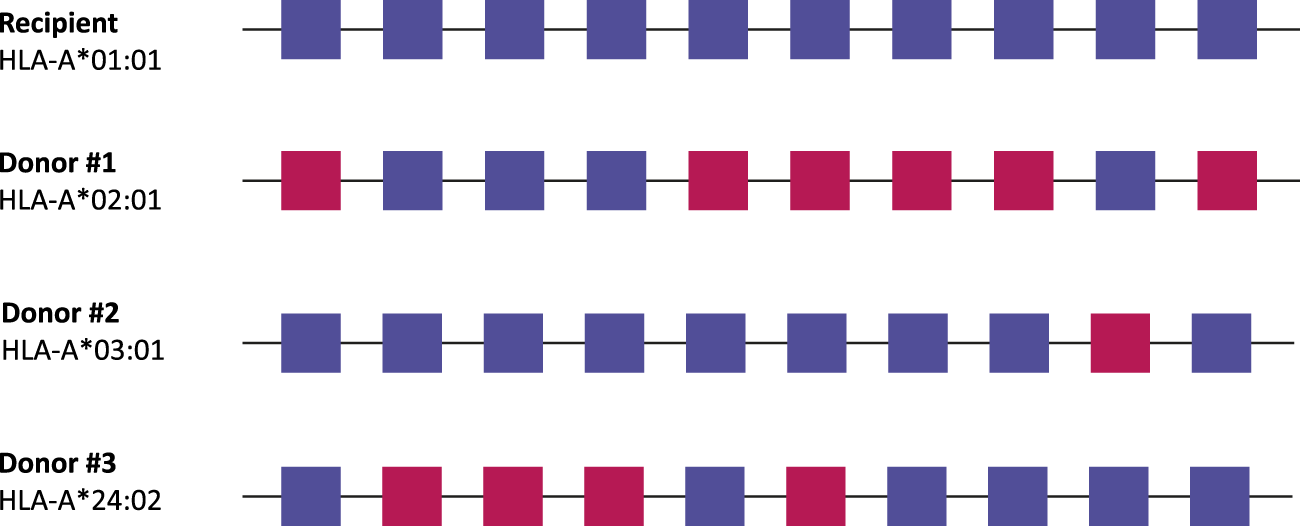 Diagram showing HLA comparisons between a recipient and three donors. Each row corresponds to one individual, labeled with their HLA-A type. The recipient, with HLA-A*01:01, has a row of blue squares. Donor #1, with HLA-A*02:01, has alternating pink and blue squares. Donor #2, with HLA-A*03:01, has blue squares matching the recipient. Donor #3, with HLA-A*24:02, also has alternating pink and blue squares.