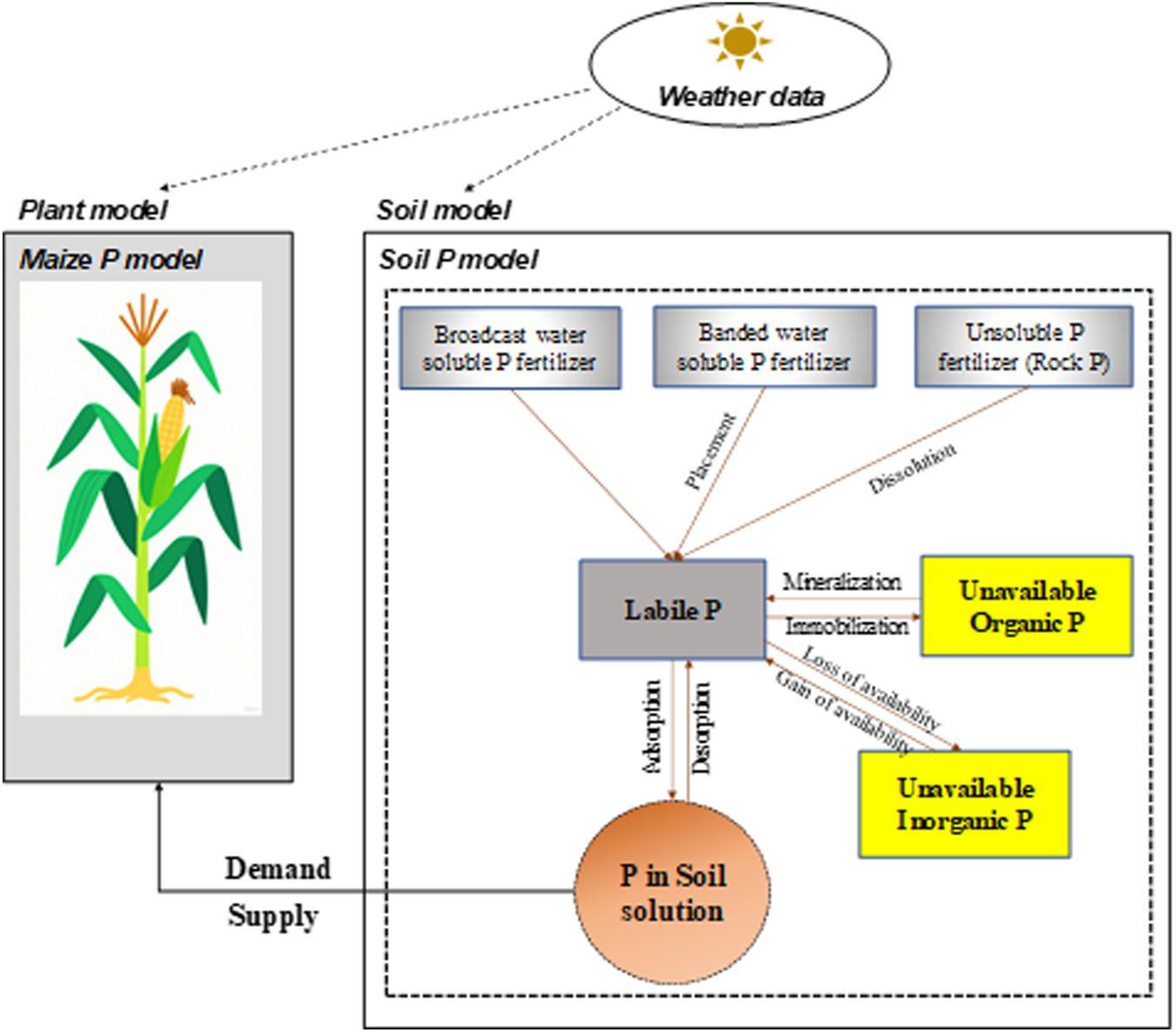 Diagram illustrating a model of phosphorus dynamics in maize and soil. The plant model on the left shows a maize plant. The soil model on the right details phosphorus forms: labile P, unavailable organic P, and unavailable inorganic P. Inputs include broadcast, banded, and unsoluble phosphorus fertilizers, influenced by weather data. Arrows indicate processes like mineralization, immobilization, adsorption, and desorption, affecting phosphorus availability in the soil solution.