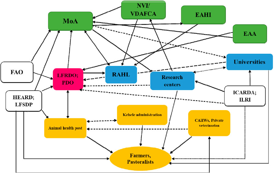 Flowchart depicting relationships among agricultural and research entities. Key organizations include MoA, NVI/VDAFCA, EAHI, EAA, FAO, HEARD/LFSDP, LFRDO/PDO, RAHL, research centers, universities, ICARDA/ILRI. Links show collaborations with farmers, pastoralists, animal health posts, kebele administration, and veterinarians. Solid and dashed arrows indicate various directions of communication and interaction among entities. The mapping of stakeholders contributing to animal health interventions.
