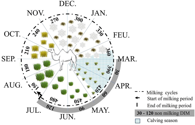 Circular diagram illustrating a camel's annual cycle, detailing milking periods and calving season. Sections are marked with months and angles. Various vegetation and snowflakes represent seasonal changes. The diagram includes legends for milking cycles, start and end of milking periods, non-milking days in milk (DIM), and calving season.