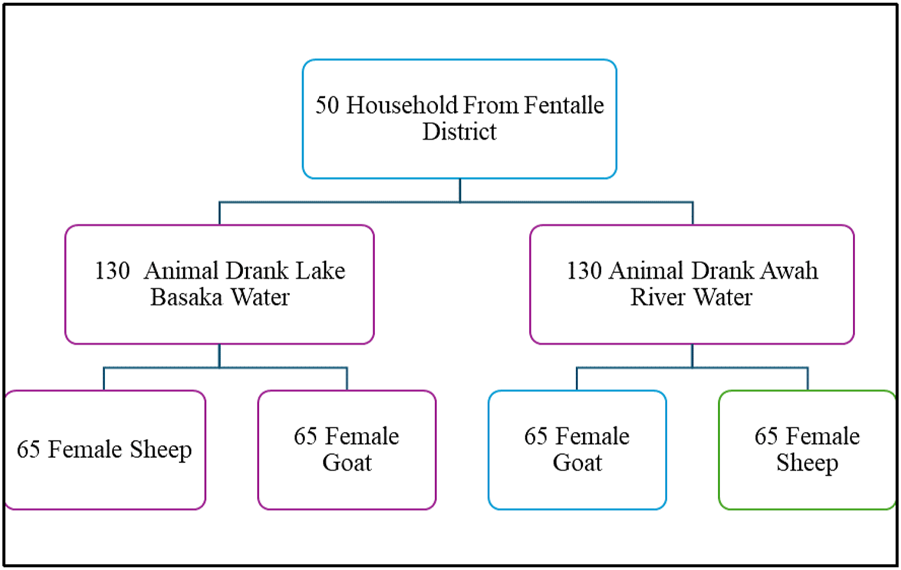 Flowchart showing household data from Fentalle District. Fifty households are divided into two groups: one with 130 animals drinking Lake Basaka water, and the other with 130 drinking Awah River water. Each group is further divided into 65 female sheep and 65 female goats.