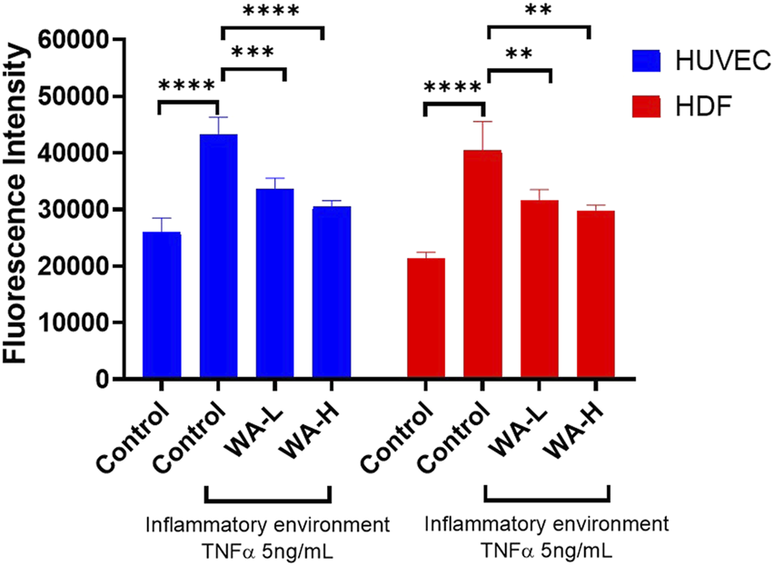 Bar graph comparing fluorescence intensity between HUVEC (blue) and HDF (red) under control and inflammatory conditions with TNFα. Each cell type shows increased intensity in the inflammatory environment, with significant differences indicated by asterisks.