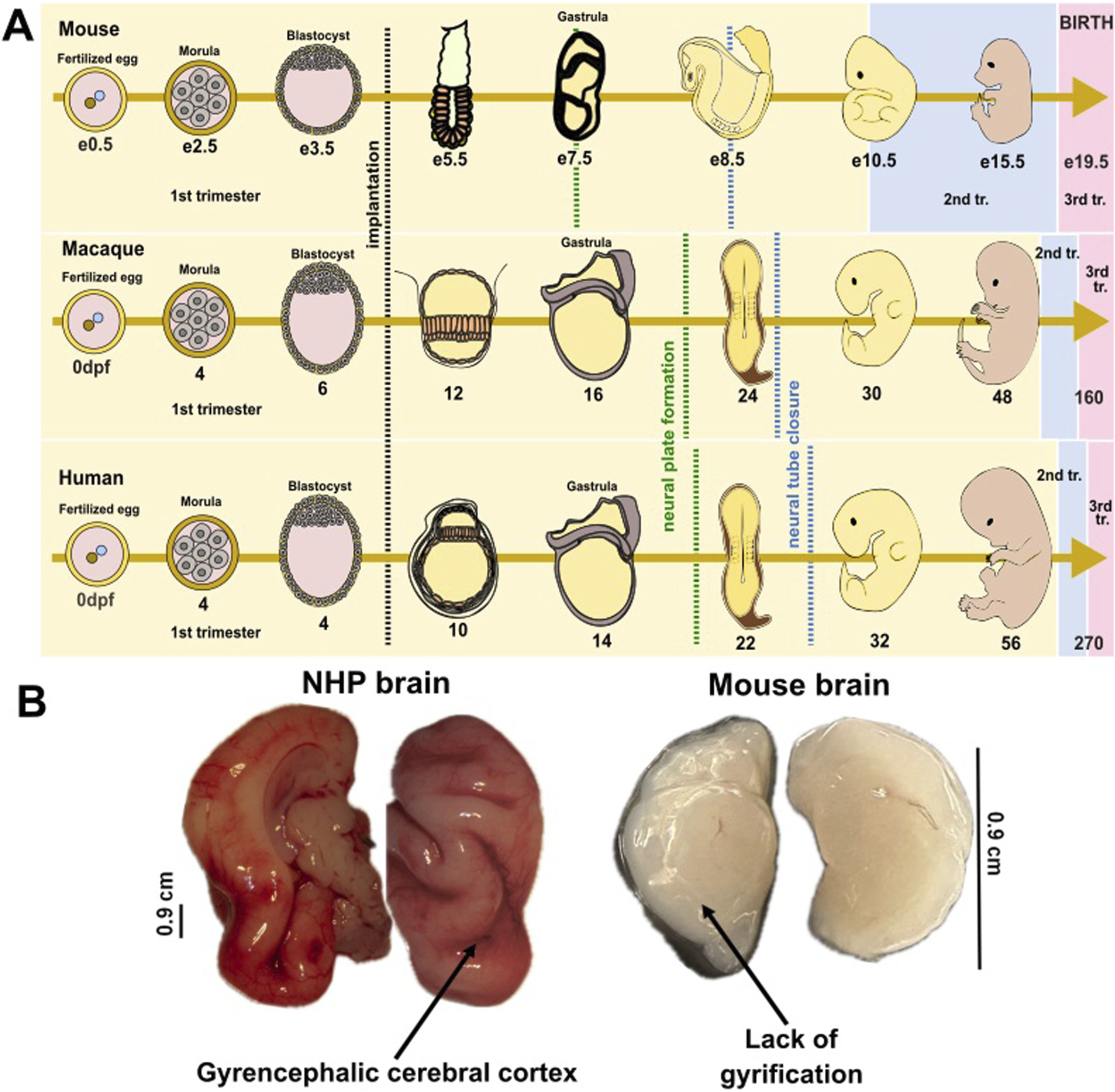 Diagram comparing embryonic development stages and brains in mice, macaques, and humans. Panel A shows the timeline from fertilized egg to birth, highlighting significant stages like gastrula and trimesters. Panel B compares brains, noting the gyrencephalic cerebral cortex in the non-human primate (NHP) brain and the lack of gyrification in the mouse brain, with measurements included.