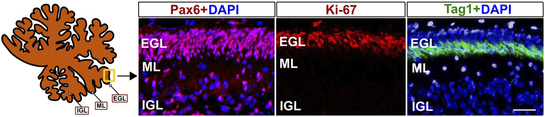 Diagram and fluorescence microscopy images of a cerebellar section are shown. The left illustration indicates the position of the sections within the cerebellum, with layers labeled as EGL (external granular layer), ML (molecular layer), and IGL (internal granular layer). The first panel shows cells in the EGL, ML, and IGL labeled with Pax6 and DAPI, appearing in red and blue. The second panel shows Ki-67 expression in the EGL in red. The third panel shows Tag1 expression in green in the EGL, alongside DAPI in blue.