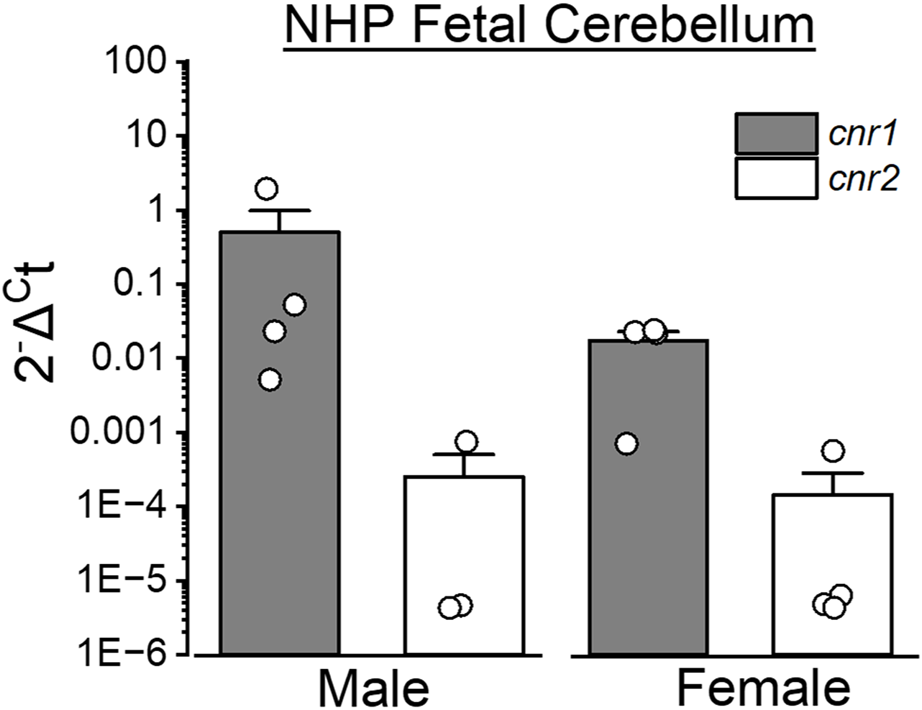 Bar chart titled "NHP Fetal Cerebellum" displaying expression of cnr1 and cnr2 in male and female samples. Cnr1 shows lower expression than cnr2 in both sexes. Cnr1 in the males is the lowest, whereas cnr2 is similar in both sexes. Data points are overlaid on bars.