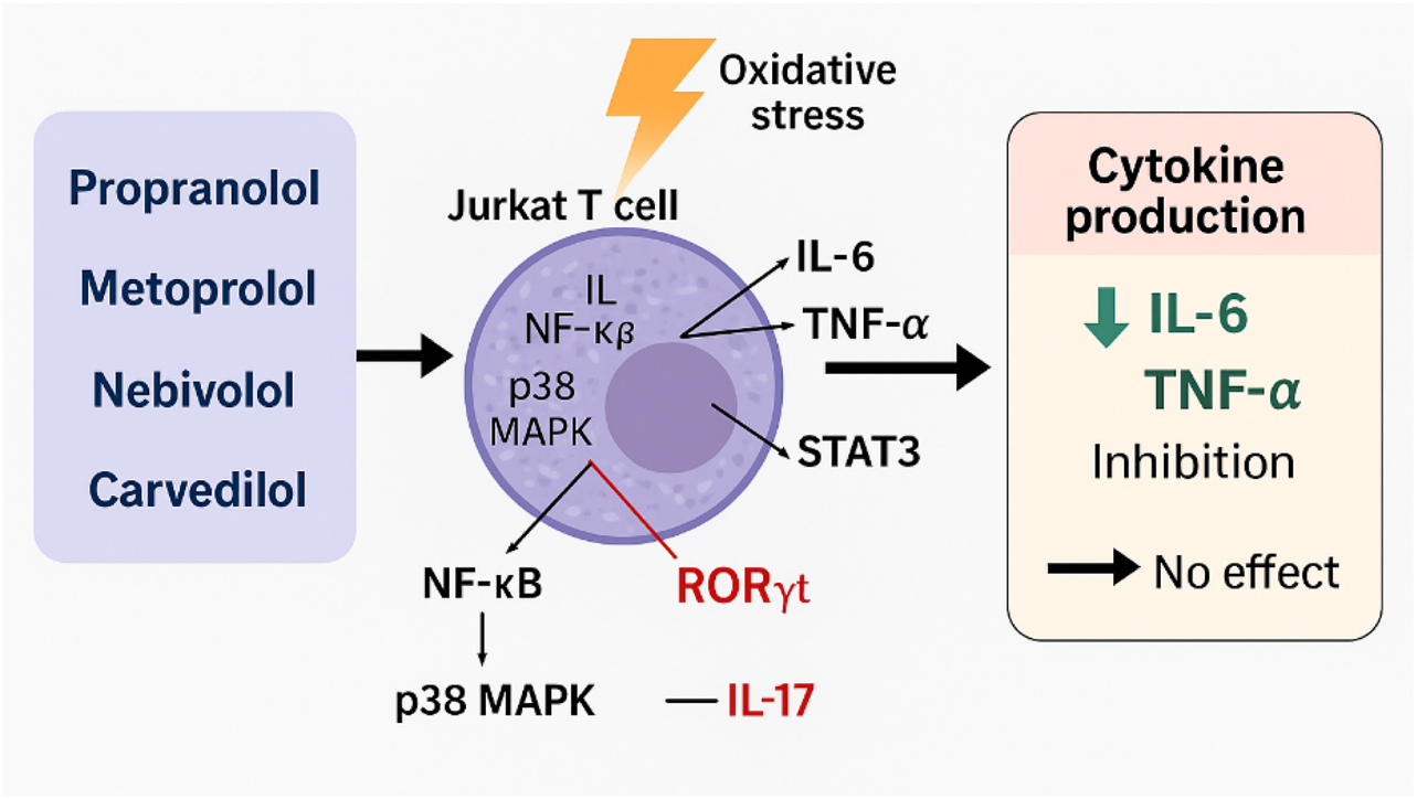 Diagram illustrating the effects of oxidative stress on Jurkat T cells, highlighting IL, NF-κβ, and p38 MAPK interactions. Drugs like propranolol and metoprolol inhibit IL-6 and TNF-α cytokine production. The image indicates no effect from the modulation on IL-17 levels through RORγt.
