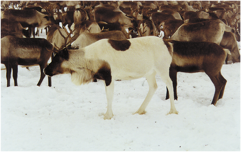 A herd of reindeer on a snowy landscape, with one prominently featuring distinct dark and light fur patterns. Other reindeer are clustered closely in the background, showcasing varying shades of brown.