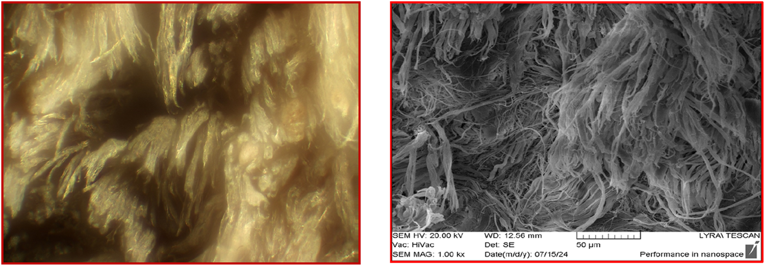 A side-by-side comparison of two images of a fibrous material. The left image is a blurred, close-up view with a warm, golden hue. The right image is a black and white scanning electron microscope image, showcasing clear, detailed fibrous structures with visible scale bars and technical details at the bottom.