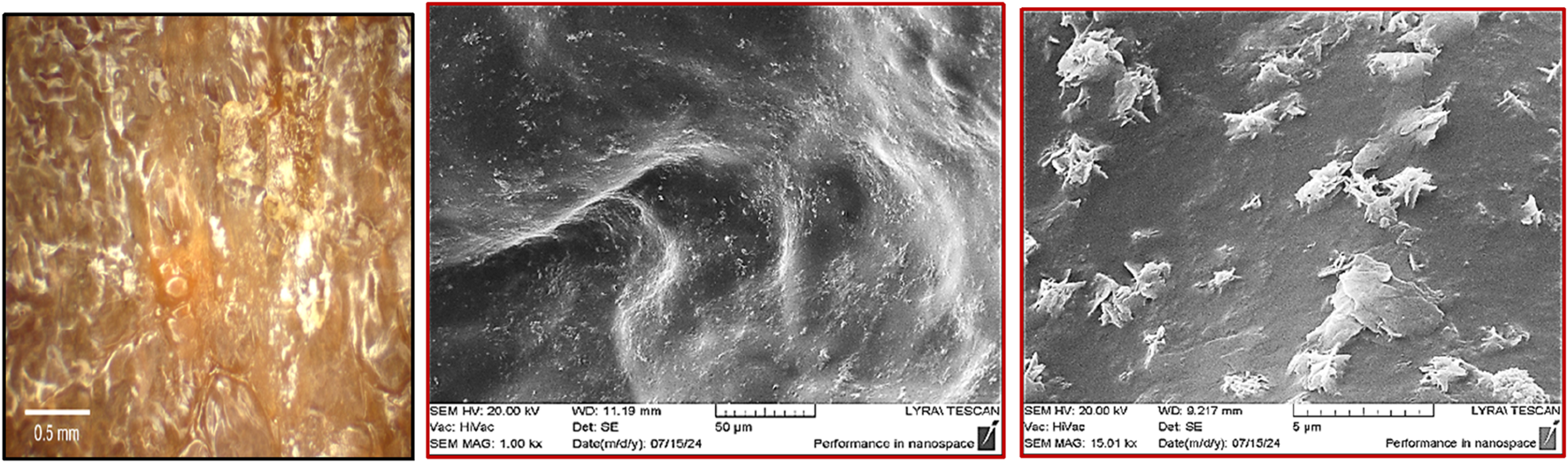 Three images showing different microscope views: the first image displays a close-up of a textured, brown surface at 0.5 millimeter scale. The second image is a black and white scanning electron microscope (SEM) view of a smooth, wavy surface with a 50 micrometer scale. The third image is another SEM view showing rough, fibrous structures scattered across a surface at a 5 micrometer scale.